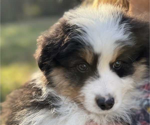 Medium Photo #4 Miniature American Shepherd Puppy For Sale in NOLENSVILLE, TN, USA