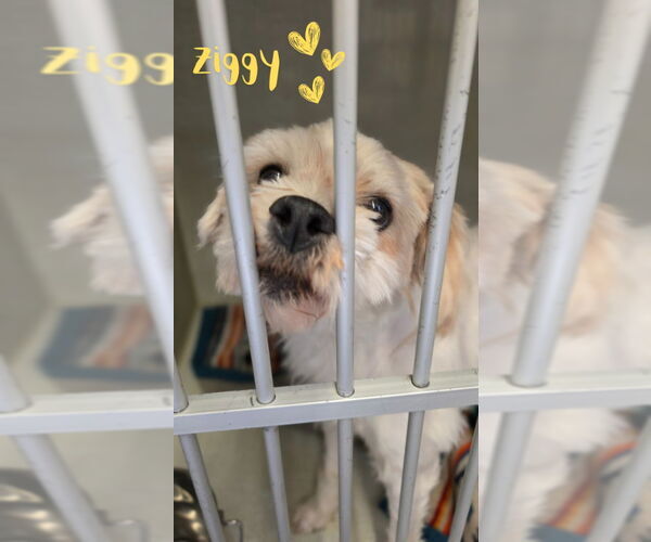 Medium Photo #3 Shih Tzu Puppy For Sale in Monte Vista, CO, USA