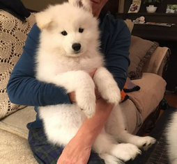 Samoyed Puppy for sale in NAPERVILLE, IL, USA