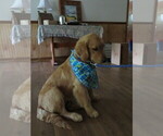 Small #8 Golden Retriever