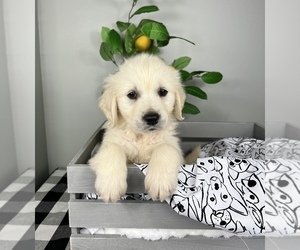 English Cream Golden Retriever Puppy for Sale in FRANKLIN, Indiana USA