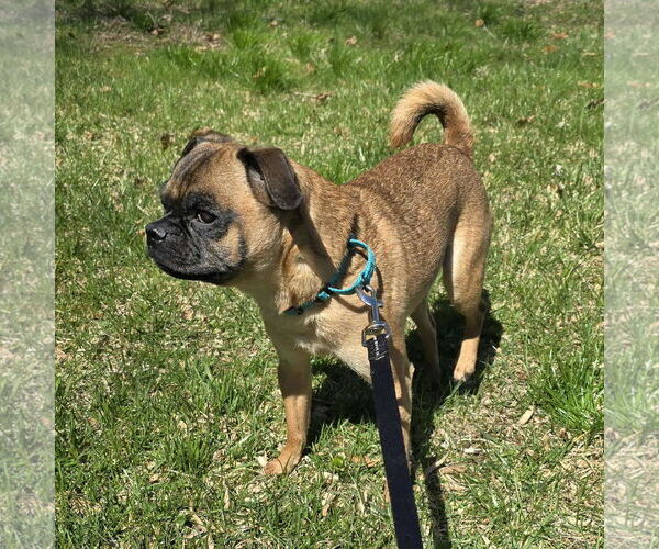 Medium Photo #1 Pug-Unknown Mix Puppy For Sale in Taunton, MA, USA
