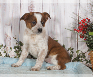 Boston Cattle Dog Puppy for sale in PENNS CREEK, PA, USA