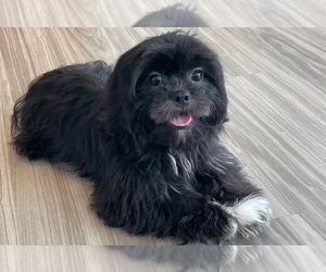 Shih Tzu Puppy for sale in RED LION, PA, USA