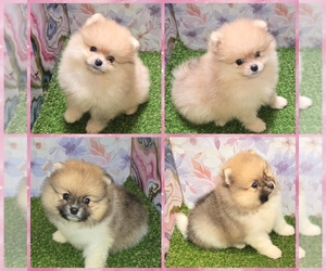 Pomeranian Puppy for sale in KINGMAN, AZ, USA