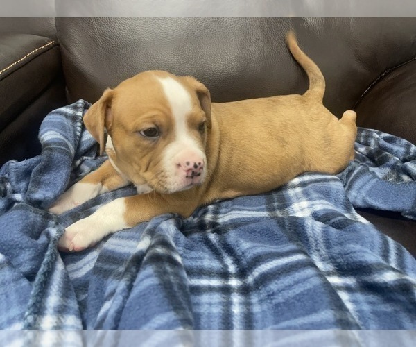 Medium Photo #63 American Bully Puppy For Sale in REESEVILLE, WI, USA
