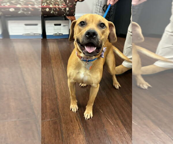 Medium Photo #3 Boxer-Unknown Mix Puppy For Sale in Holly Springs, NC, USA