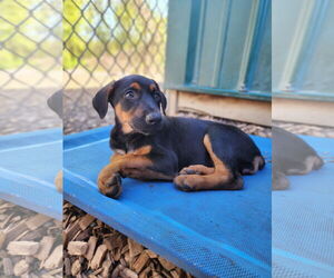 Doberman Pinscher-Unknown Mix Dogs for adoption in Buffalo, MN, USA