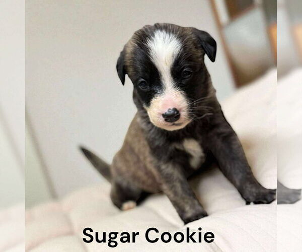 Medium Photo #2 Borador Puppy For Sale in GILBERTS, IL, USA