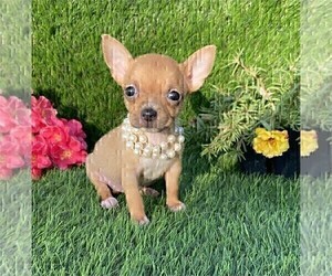 Chihuahua Puppy for sale in ORLANDO, FL, USA