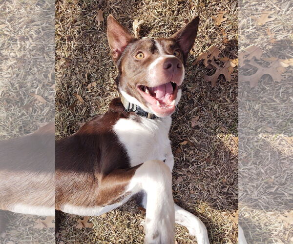 Medium Photo #1 American Staffordshire Terrier-Brittany Mix Puppy For Sale in McKinney, TX, USA
