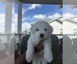 Puppy Tug Bichon Frise