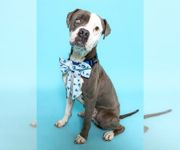 Medium Photo #1 American Staffordshire Terrier Puppy For Sale in Fort Lauderdale, FL, USA