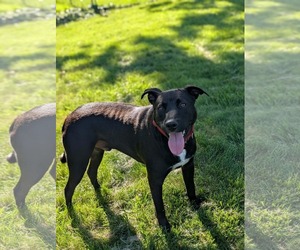 American Pit Bull Terrier-Unknown Mix Dogs for adoption in Germantown, OH, USA