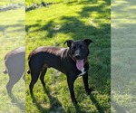 Small American Pit Bull Terrier Mix