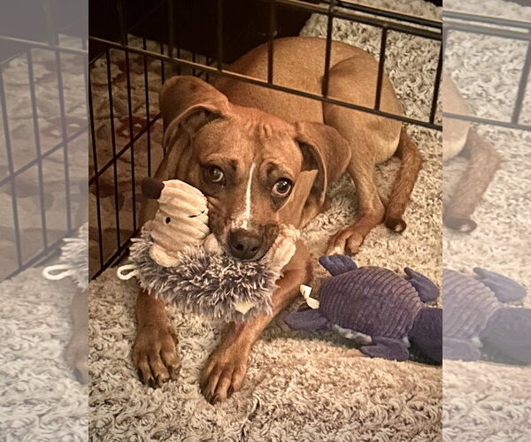 Medium Photo #10 Boxer-Unknown Mix Puppy For Sale in Dumont, NJ, USA