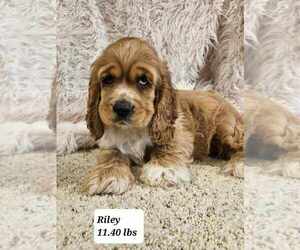 Cocker Spaniel Puppy for sale in SIOUX CENTER, IA, USA