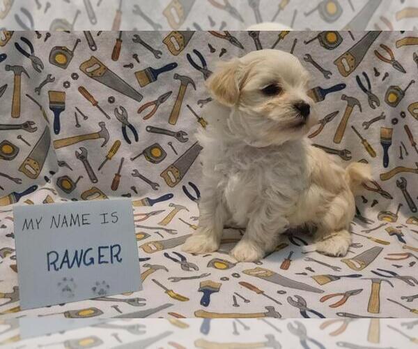 Medium Photo #46 Maltipoo (Miniature) Puppy For Sale in BROOKFIELD, MO, USA