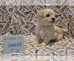 Small Photo #46 Maltipoo (Miniature) Puppy For Sale in BROOKFIELD, MO, USA