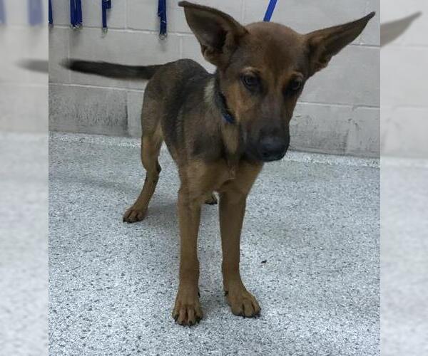 Medium Photo #1 German Shepherd Dog Puppy For Sale in Conroe, TX, USA