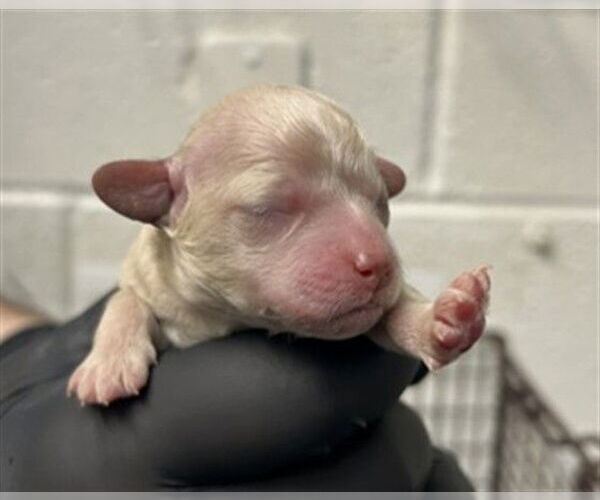 Medium Photo #1 Maltipoo (Miniature) Puppy For Sale in San Bernardino, CA, USA