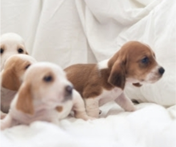 Medium Photo #3 Basset Hound Puppy For Sale in BUENA PARK, CA, USA