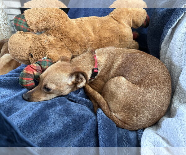 Medium Photo #2 Chihuahua-Unknown Mix Puppy For Sale in Polson, MT, USA