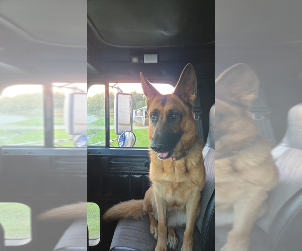 Medium Photo #1 German Shepherd Dog Puppy For Sale in BLOOMINGTON, WI, USA