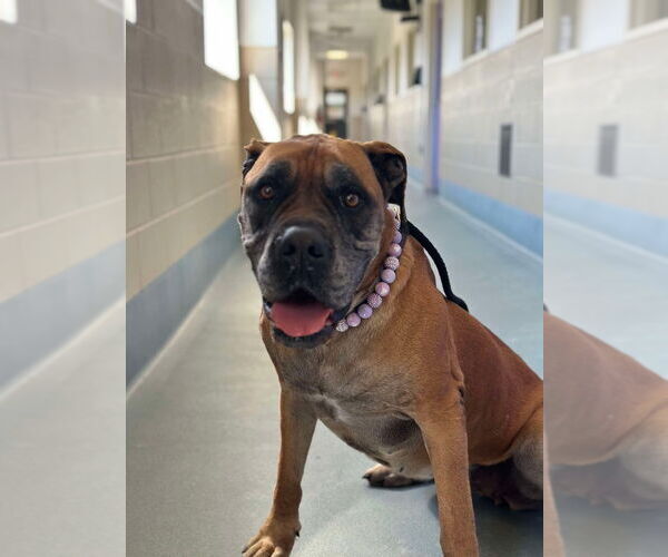 Medium Photo #3 Bullmastiff Puppy For Sale in Bullard, TX, USA