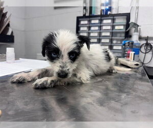 German Wirehaired Pointer-Unknown Mix Dogs for adoption in San Andreas, CA, USA