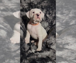 Boxer Puppy for sale in CLARKSVILLE, TN, USA