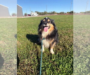 Clyde - Male Pomeranian-Unknown Mix Dog for Adoption - Photo #3