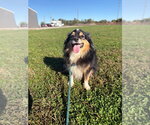 Small Photo #3 Pomeranian-Unknown Mix Puppy For Sale in Pierceton , IN, USA