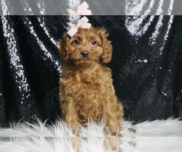 Medium Photo #3 Cavapoo Puppy For Sale in WARSAW, IN, USA