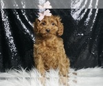 Small Photo #39 Cavapoo Puppy For Sale in WARSAW, IN, USA