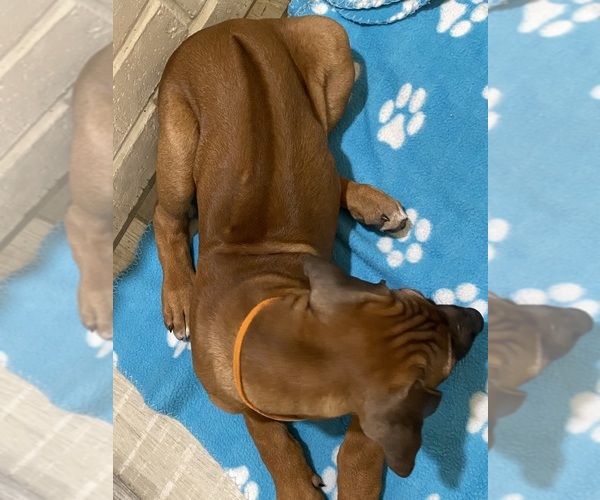Medium Photo #24 Rhodesian Ridgeback Puppy For Sale in KELLER, TX, USA