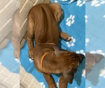 Small Photo #96 Rhodesian Ridgeback Puppy For Sale in KELLER, TX, USA