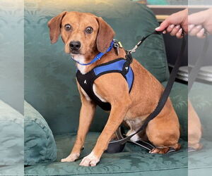 Mutt Dogs for adoption in Mundelein, IL, USA