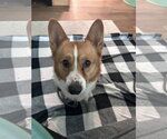 Small #1 Mutt