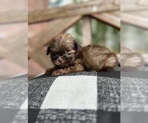 Shih Tzu Puppy for Sale in LA VERGNE, Tennessee USA