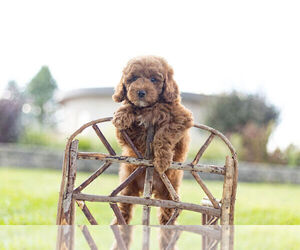 Poodle (Miniature) Puppy for Sale in WARSAW, Indiana USA