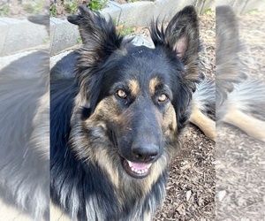 Mother of the German Shepherd Dog puppies born on 04/04/2026