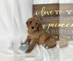 Small #3 Goldendoodle (Miniature)
