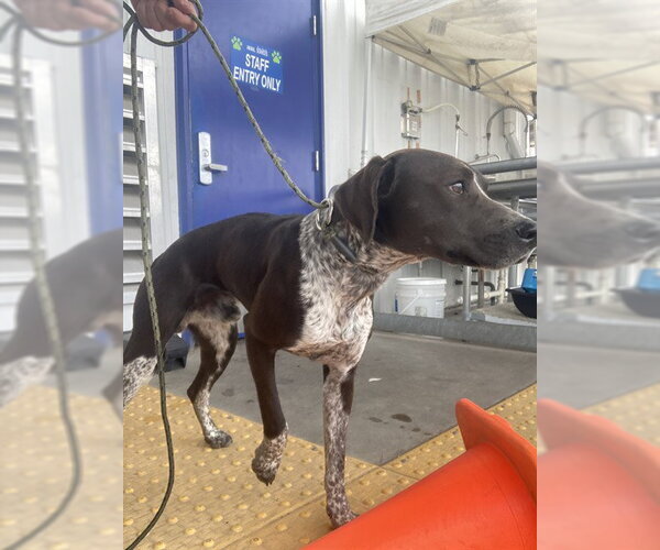 Medium Photo #1 German Shorthaired Pointer-Unknown Mix Puppy For Sale in Bakersfield, CA, USA