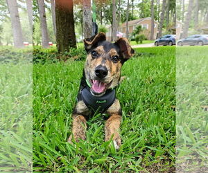 German Shepherd Dog-Unknown Mix Dogs for adoption in The Woodlands, TX, USA