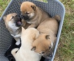 Small Photo #1 Shiba Inu Puppy For Sale in LUGOFF, SC, USA