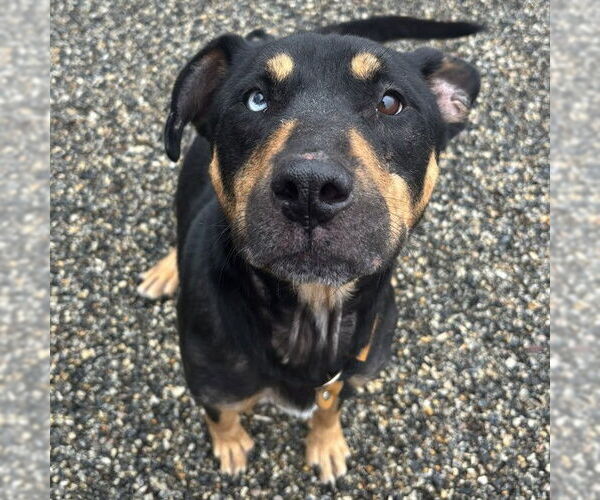 Medium Photo #1 Rottweiler-Unknown Mix Puppy For Sale in Palmetto, FL, USA