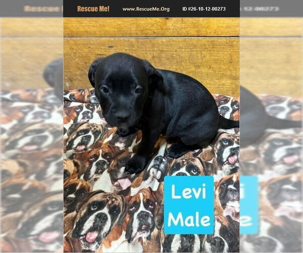 Medium Photo #1 American Pit Bull Terrier Puppy For Sale in Benton, PA, USA