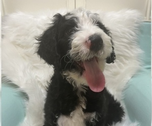 Bernedoodle-Sheepadoodle Mix Puppy for sale in LIPAN, TX, USA