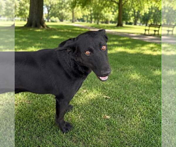 Medium Photo #3 Mutt Puppy For Sale in Shelburne, VT, USA